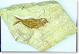 カードサイズ　自然物（化石）